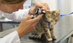 Захворювання кішок