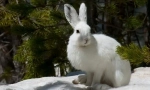Заєць білого