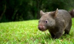 Vombat тварина: милий великий ссавець (фото)