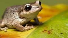 10 Абсолютно неправильних фактів про тварин