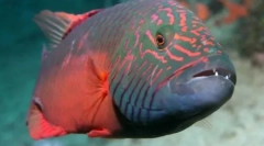 10 Цікавих способів використання тварин використовують різні предмети