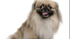 10 Китайських порід собак