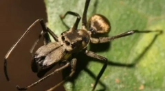 10 Неймовірно оманливі або дивні приклади тваринницької мімікрі