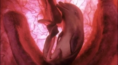 10 Неймовірних фотографій тварин у утробі матері