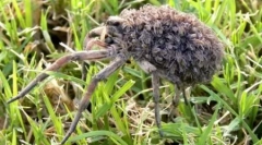 10 Неймовірних випадків контрабанди тварин