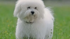 10 Порід собак для лінивих власників