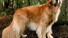 10 Порід собак, які обожнюють дітей і ніколи не шкодять їм