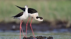 10 Птахів з найдовшими ногами