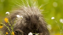 10 Найбільш колючі тварини на планеті