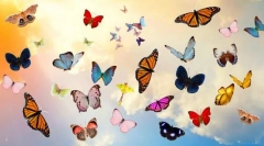 10 Найкрасивіших метеликів