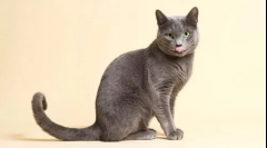 10 Найбільш ласкавих порід кішок з фотографіями