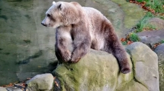 10 Найбільш несподіваних гібридів тваринного світу