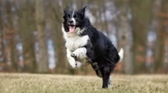 10 Найбільш слухняних порід собак: вони зрозуміють вас з половиною