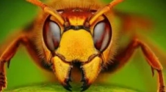 10 Найгірших і vile комахи