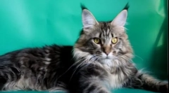 10 Smartest cat породи