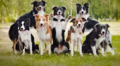 10 Найрозумніших порід собак