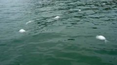 10 Випадків таємничої масової смерті тварин