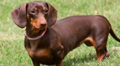 10 Собак з коротким ногами: чи вони не блискавні милашки, як це здається зовні