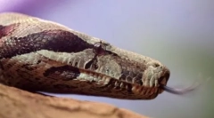 10 Дивних фактів про рептилії