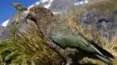 10 Дивних випадків неймовірної еволюції тварин