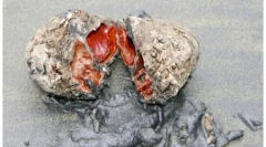 10 Дивних тварин - probat nature