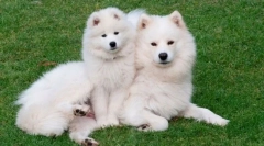 10 Тварин, які мають дивовижну вовчу