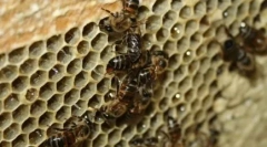 10 Тварин, які розмножуються з бездоганною зачастю