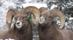 10 Тварин, які знайшли гомосексуалізм