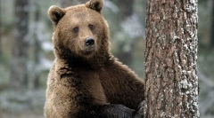 11 Фактів про ведмедів, про які ніхто не сказав у дитинстві