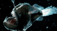 11 Найбільш дивних живих істот, які живуть у день депресії маріан