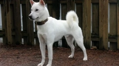 12 Рідкісних порід собак, заводчиків яких зможуть добре заробляти