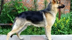 12 Дешевих порід собак