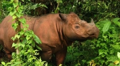 12 Найбільш незвичайних тварин, які живуть у тропічних лісах