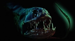 15 Незвичайних тварин, які ви вважаєте дивно