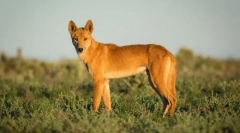 15 Найбільш дивних істот, що живуть в австралії