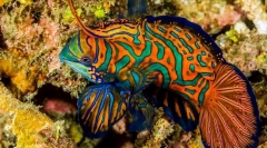 17 Найкрасивіших акваріумних риб