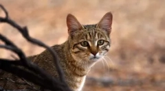 20 Цікавих фактів про котів