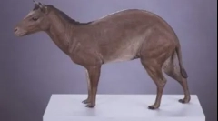 20 Цікавих фактів про коней