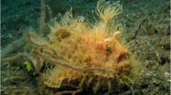 20 Дивних тварин з усього світу