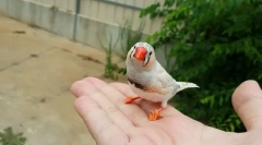 3 Краща птиця для дитини