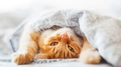 4 Причини, чому кішка ховається під ковдрою