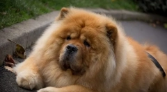 4 Проблеми в освіті чау чоу, які не зможуть усунути