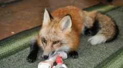 5 Диких тварин, які ще вдома зараз