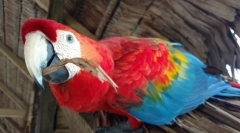 5 Цікавих фактів про папуги ара