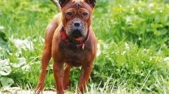 5 Незвичайних порід собак з китаю, які активно отримують популярність