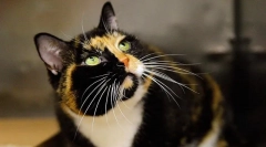 5 Шокуючих експериментів на тварин