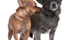 6 Цікавих фактів про чихуахуа