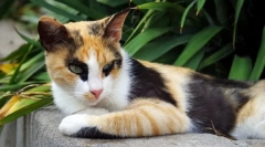 6 Цікавих фактів про триколірні кішки