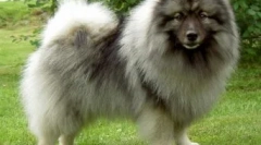 6 Цікавих та цікавих фактів про spitzhah