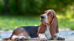 6 Якостей basset hound, який буде неприємним, ви здивуєте